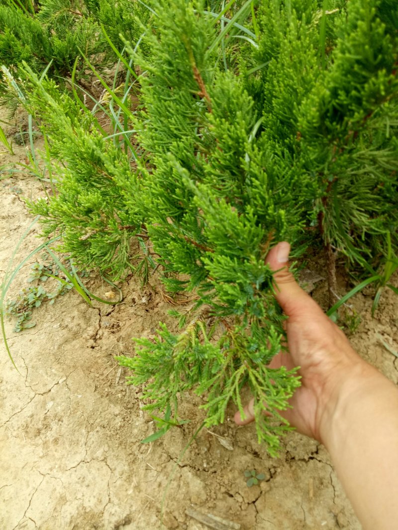 龙柏苗，松柏，工程绿篱苗，柏树苗