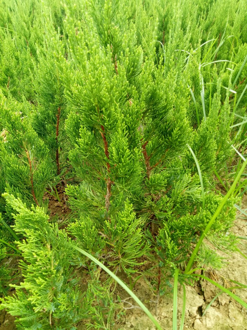 龙柏苗，松柏，工程绿篱苗，柏树苗