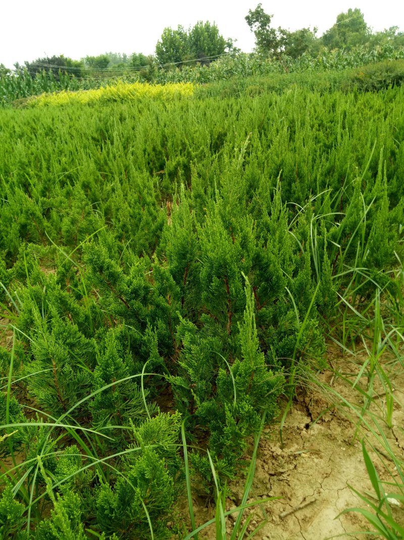 龙柏苗，松柏，工程绿篱苗，柏树苗