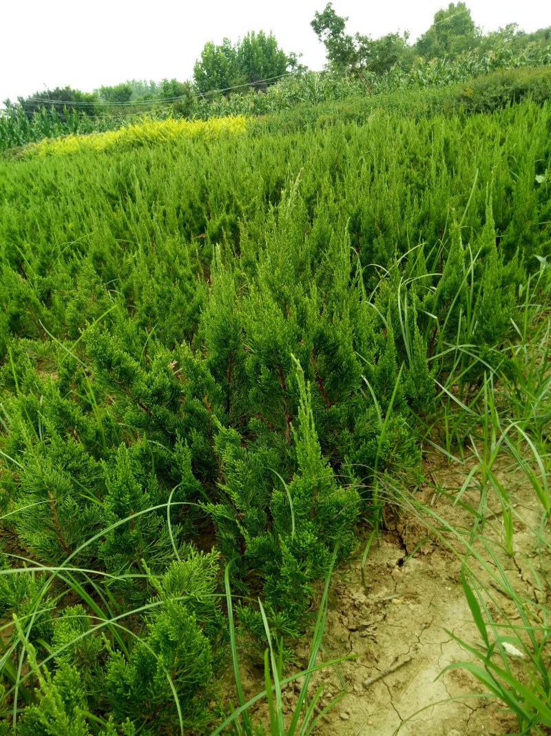 龙柏苗，松柏，工程绿篱苗，柏树苗