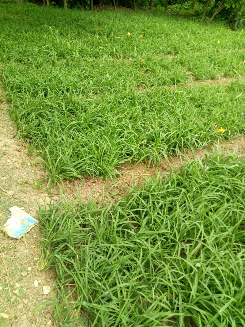 金娃娃萱草草花地被草花