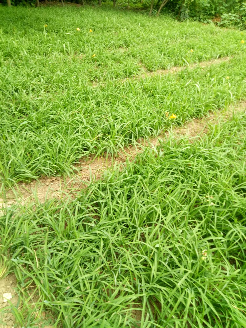 金娃娃萱草草花地被草花