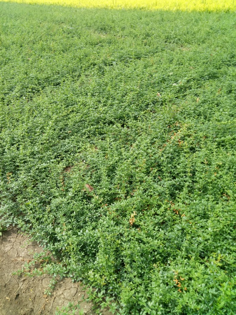 迎春花工程苗工程配花专用花草，