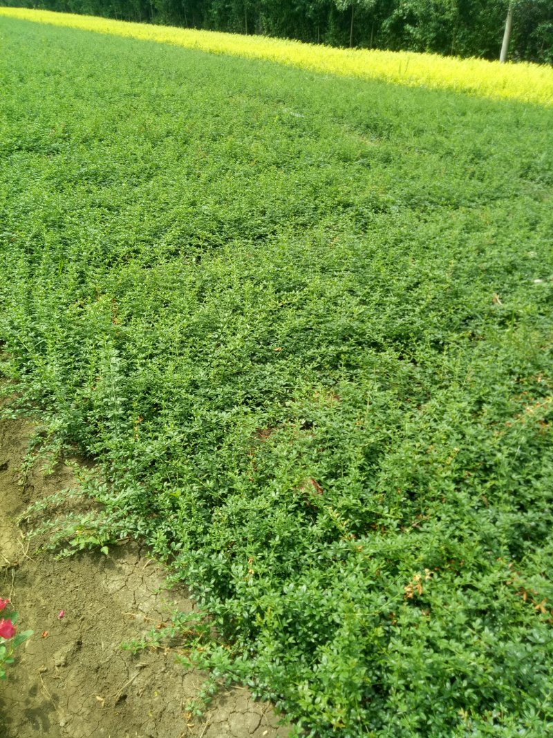 迎春花工程苗工程配花专用花草，