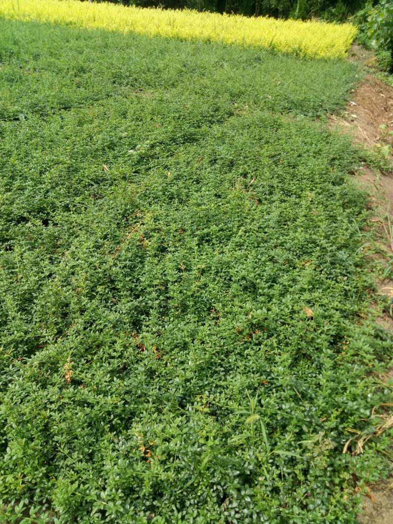 迎春花工程苗工程配花专用花草，
