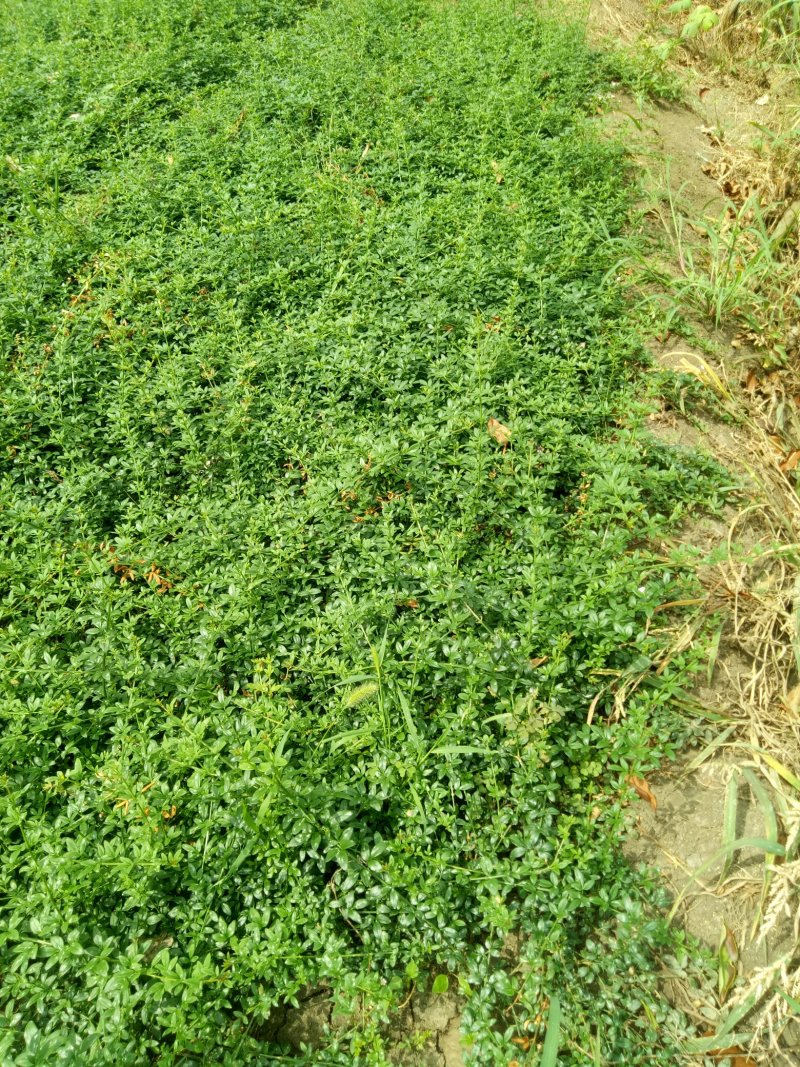 迎春花工程苗工程配花专用花草，