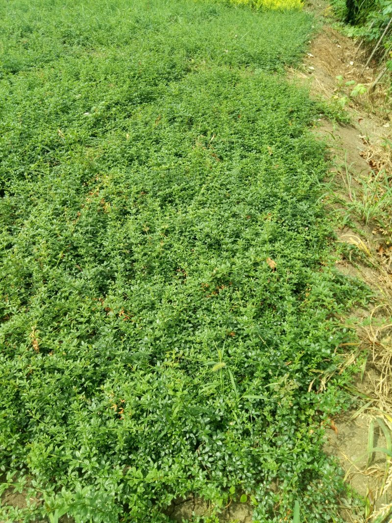 迎春花工程苗工程配花专用花草，