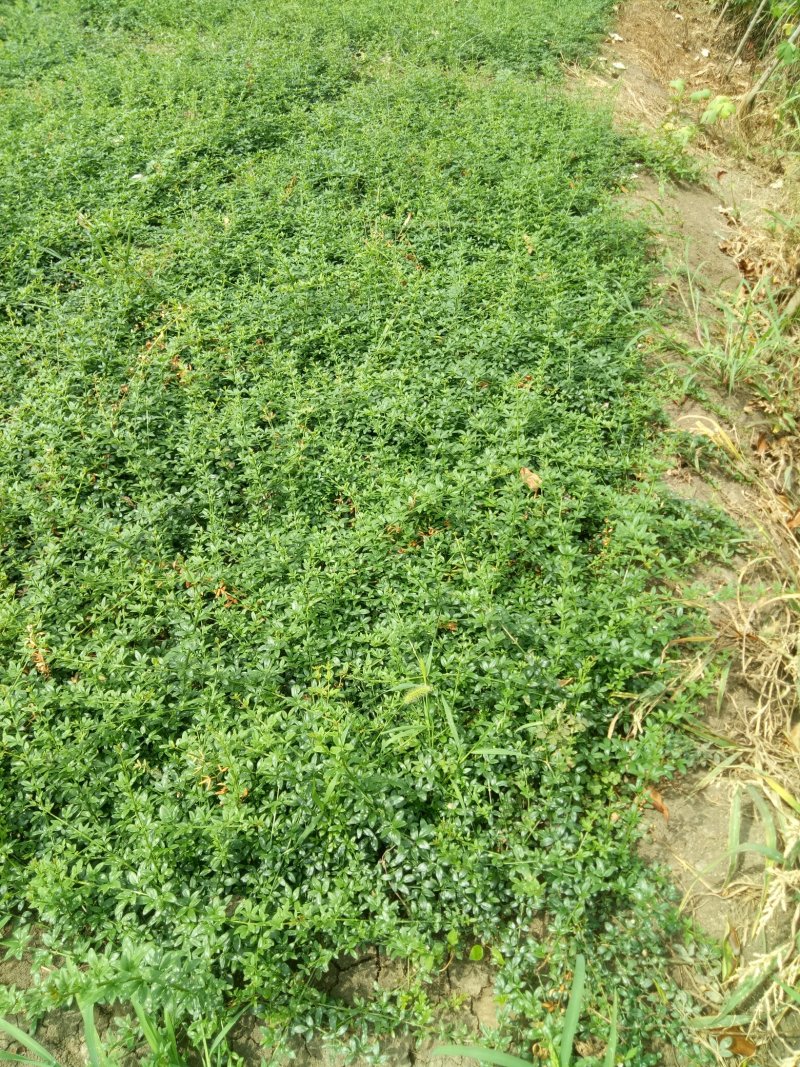 迎春花工程苗工程配花专用花草，