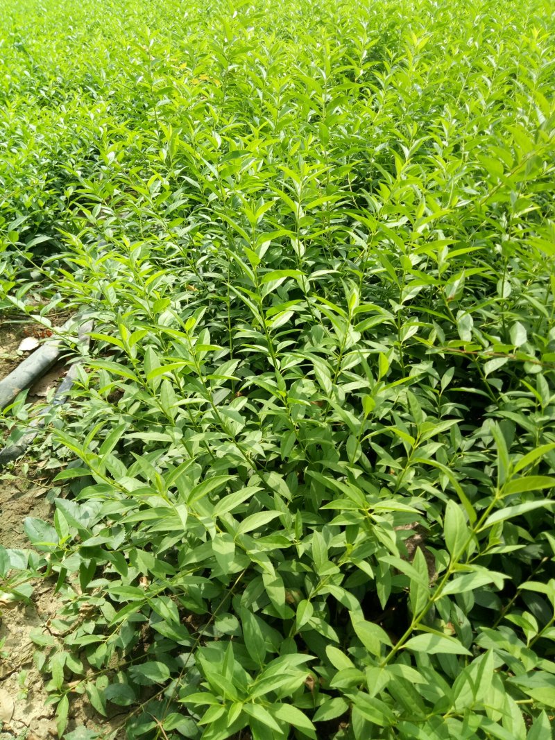 连翘苗东北连翘工程苗四十以上