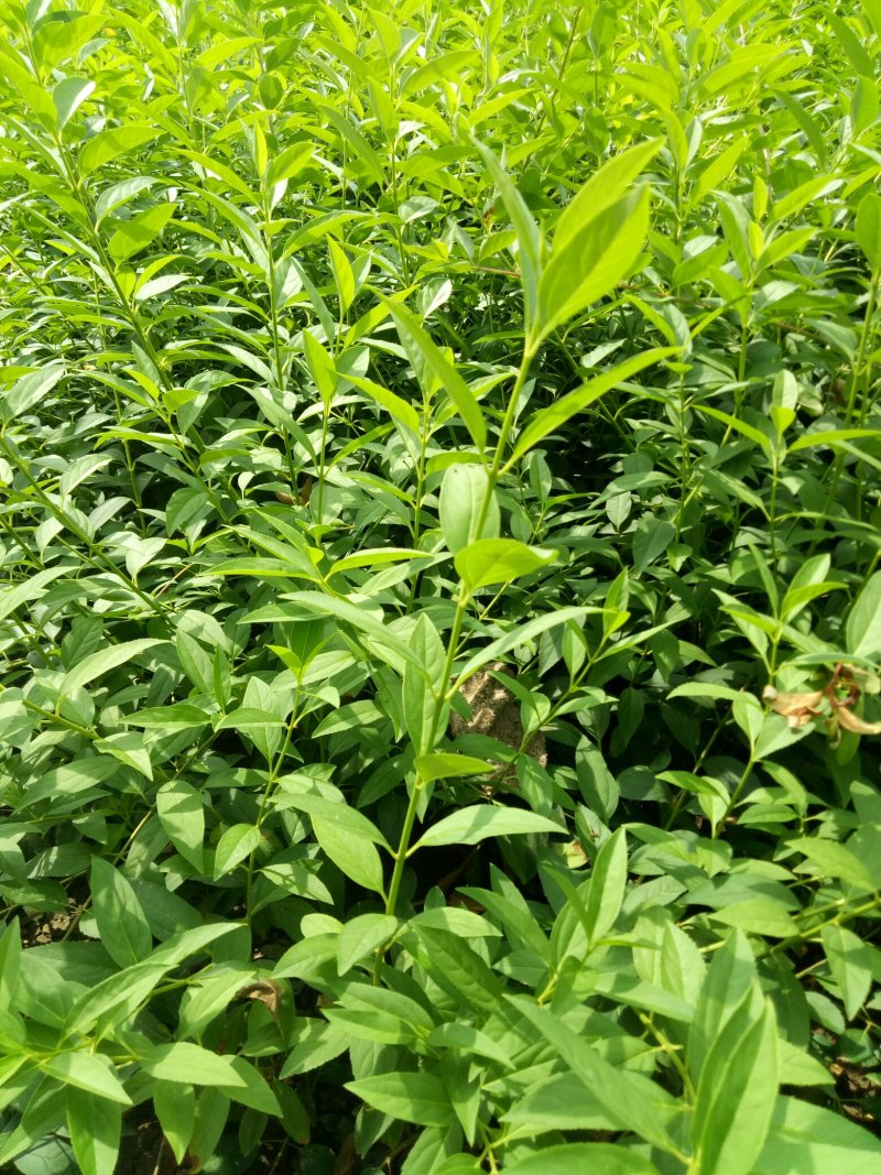 连翘苗东北连翘工程苗四十以上