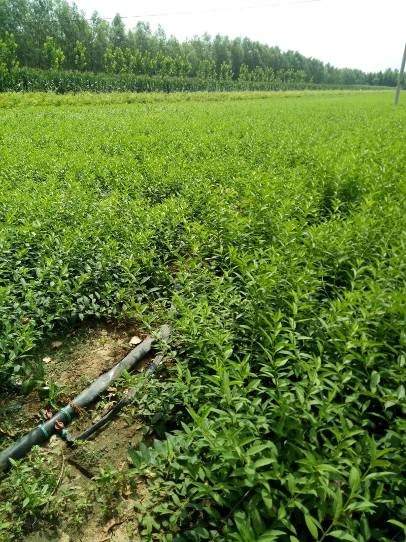 连翘苗东北连翘工程苗四十以上