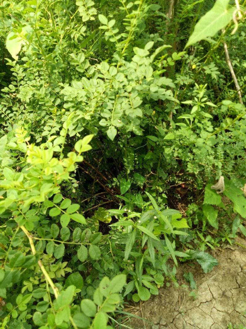 黄刺玫球黄刺玫小苗黄刺玫球，