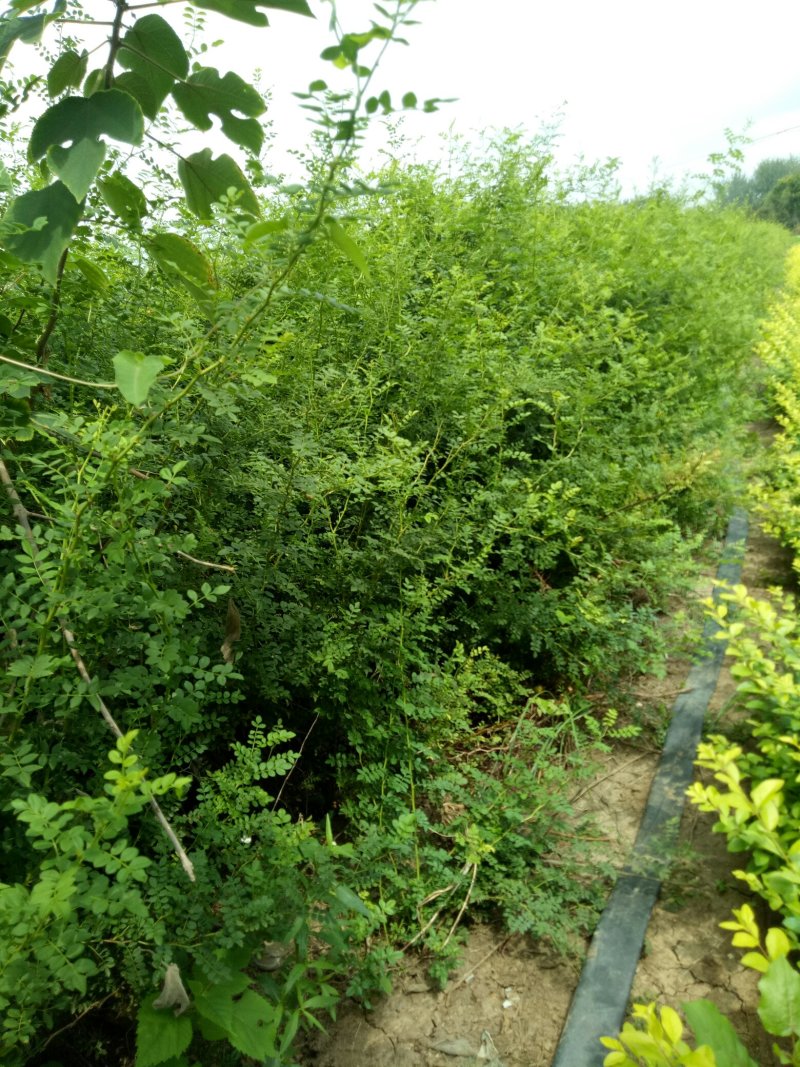 黄刺玫球黄刺玫小苗黄刺玫球，