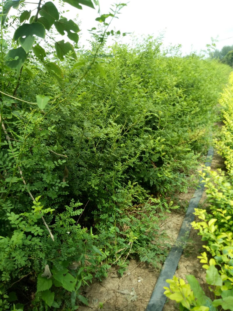 黄刺玫球黄刺玫小苗黄刺玫球，
