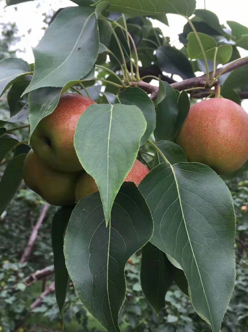 南果梨口感香甜！糖分高，耐储藏耐运输