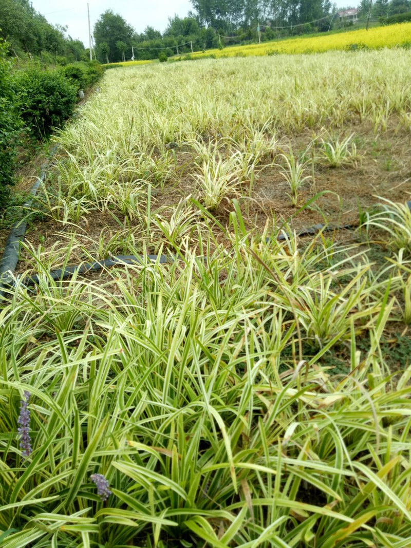 金边麦冬草草坪金边麦冬