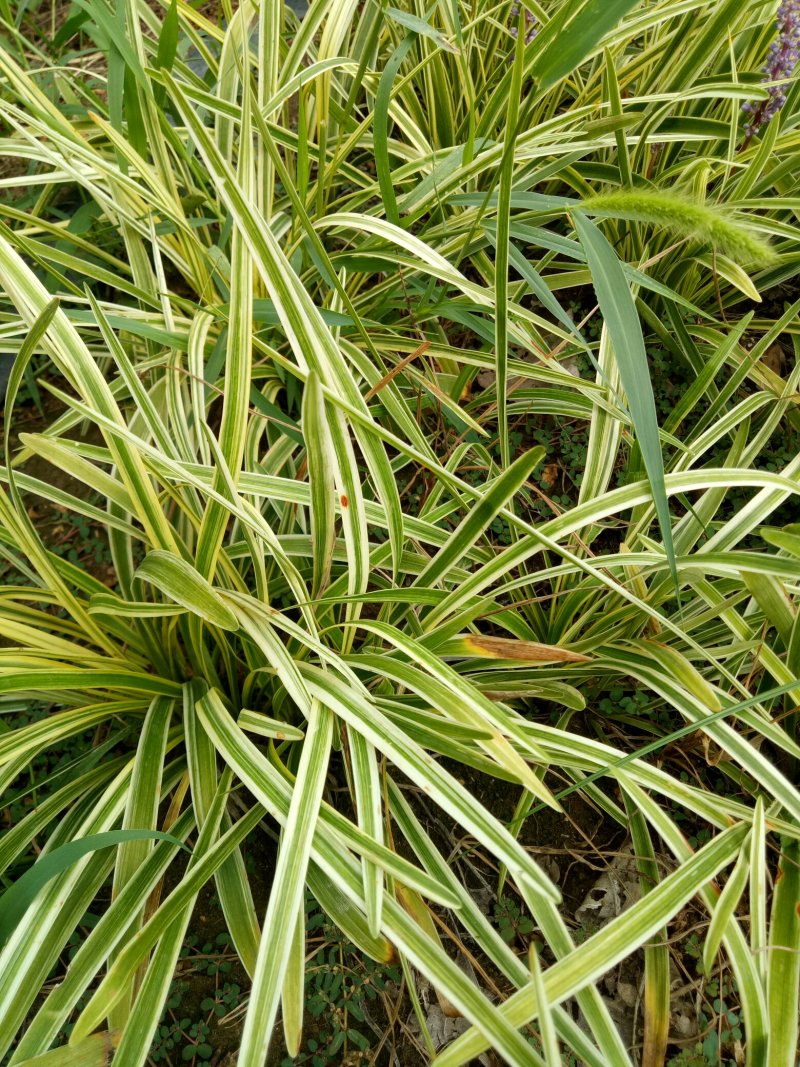 金边麦冬草草坪金边麦冬