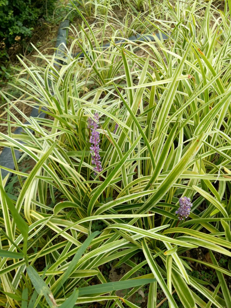 金边麦冬草草坪金边麦冬