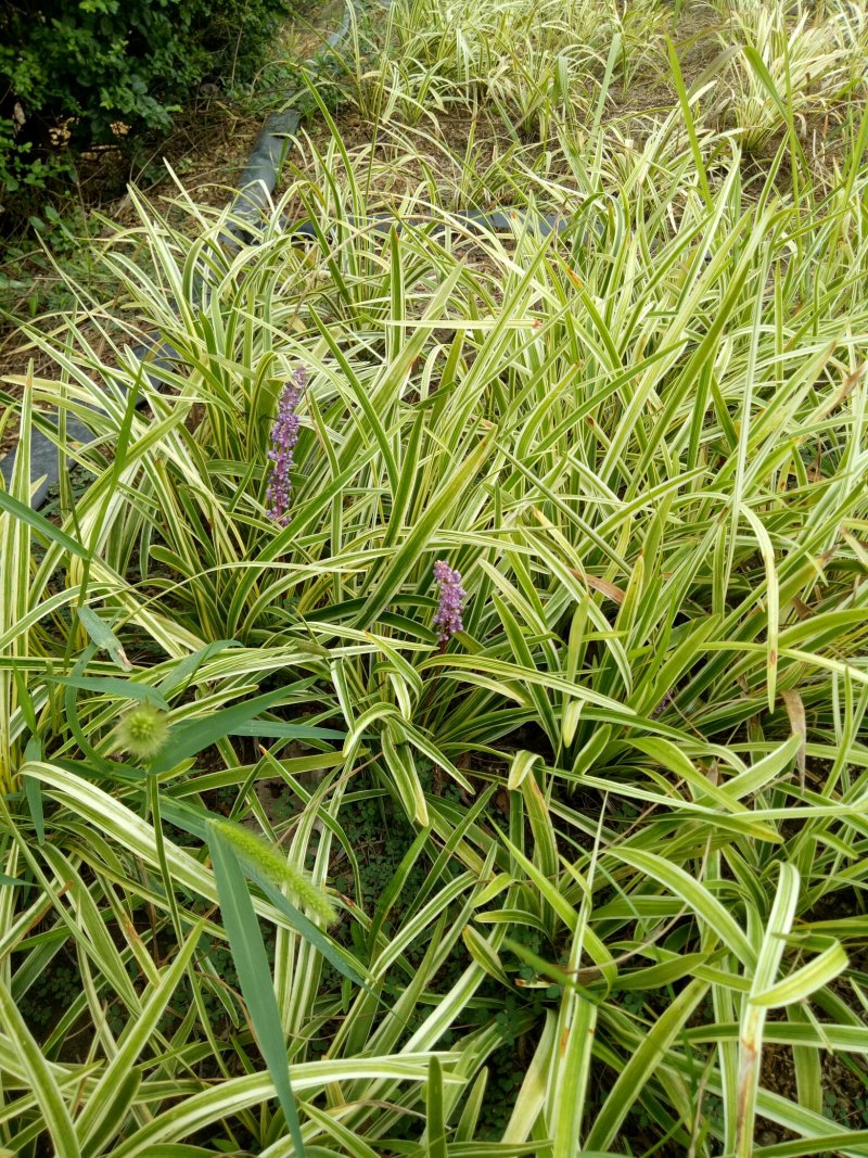 金边麦冬草草坪金边麦冬