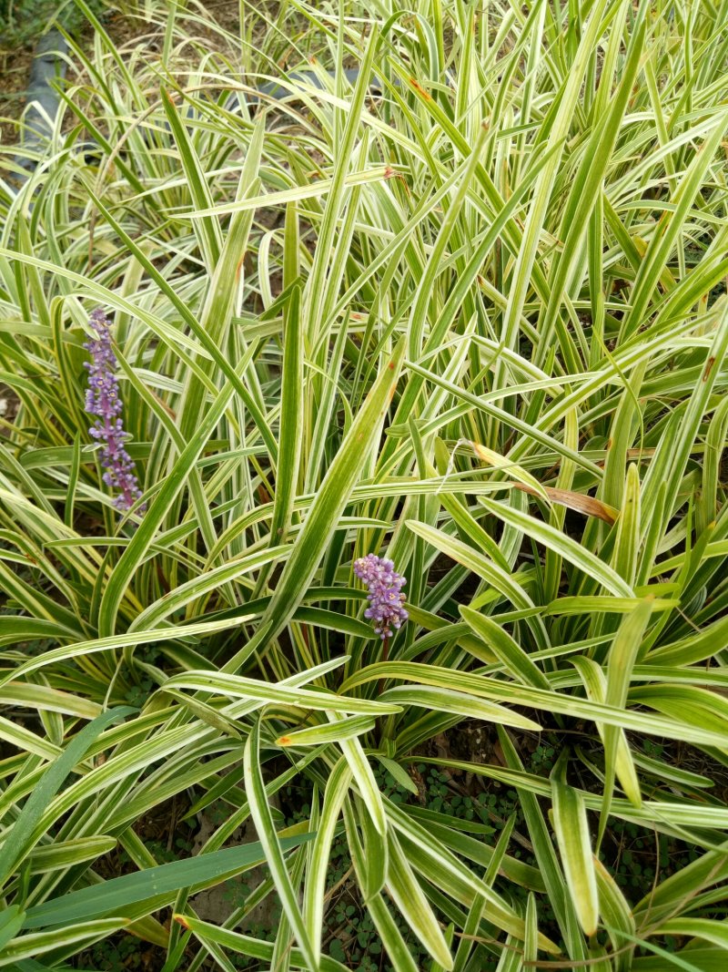 金边麦冬草草坪金边麦冬