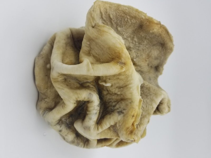 野生太岁肉灵芝土太岁肉灵芝