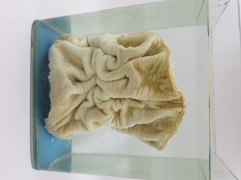 野生太岁肉灵芝土太岁肉灵芝
