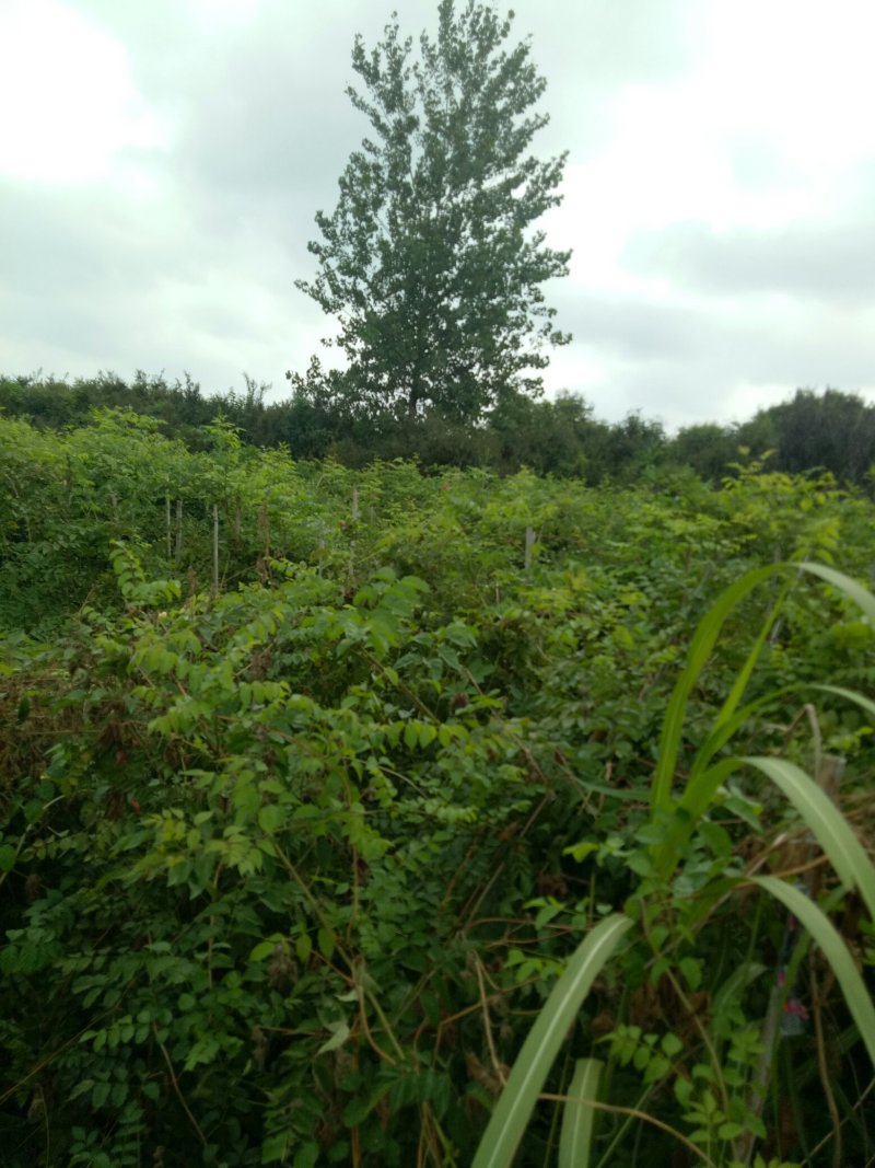 凌霄苗爬藤植物，庭院小区，学校绿篱强专用花，