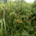 凌霄苗爬藤植物，庭院小区，学校绿篱强专用花，