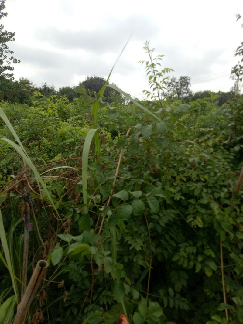 凌霄苗爬藤植物，庭院小区，学校绿篱强专用花，