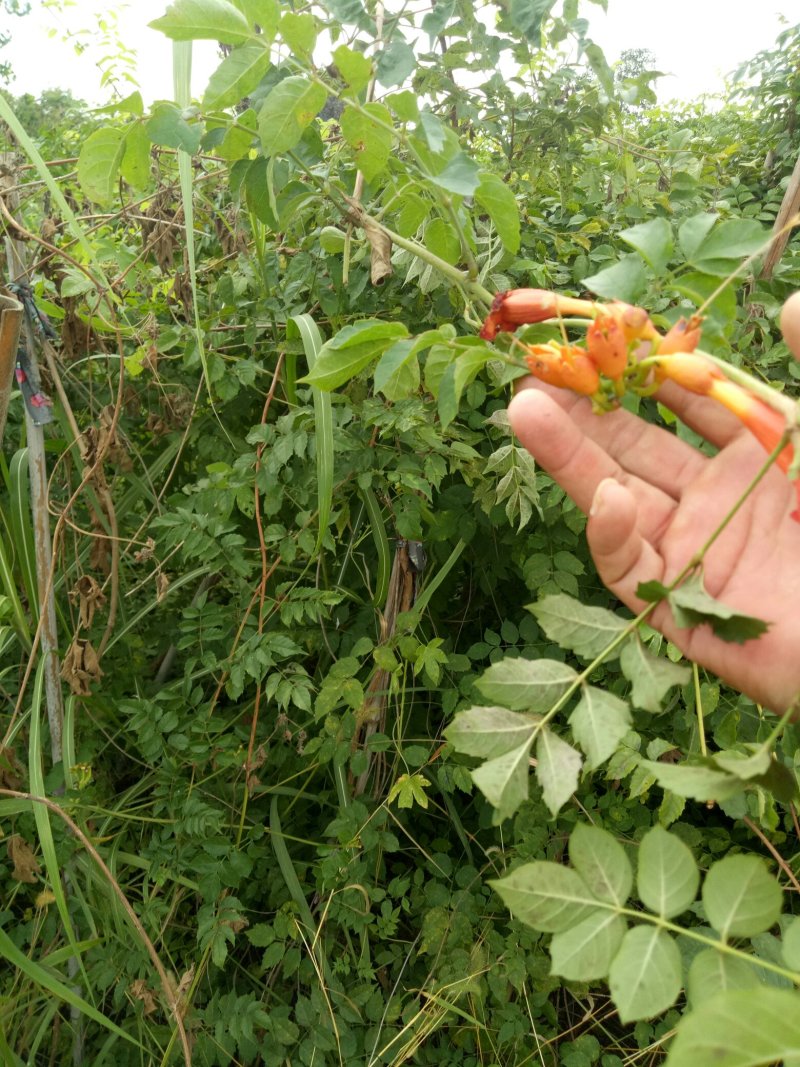 凌霄苗爬藤植物，庭院小区，学校绿篱强专用花，