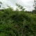凌霄苗爬藤植物，庭院小区，学校绿篱强专用花，