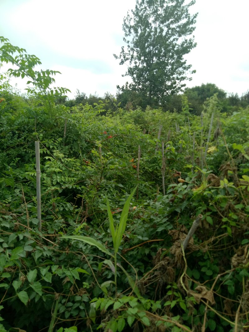 凌霄苗爬藤植物，庭院小区，学校绿篱强专用花，