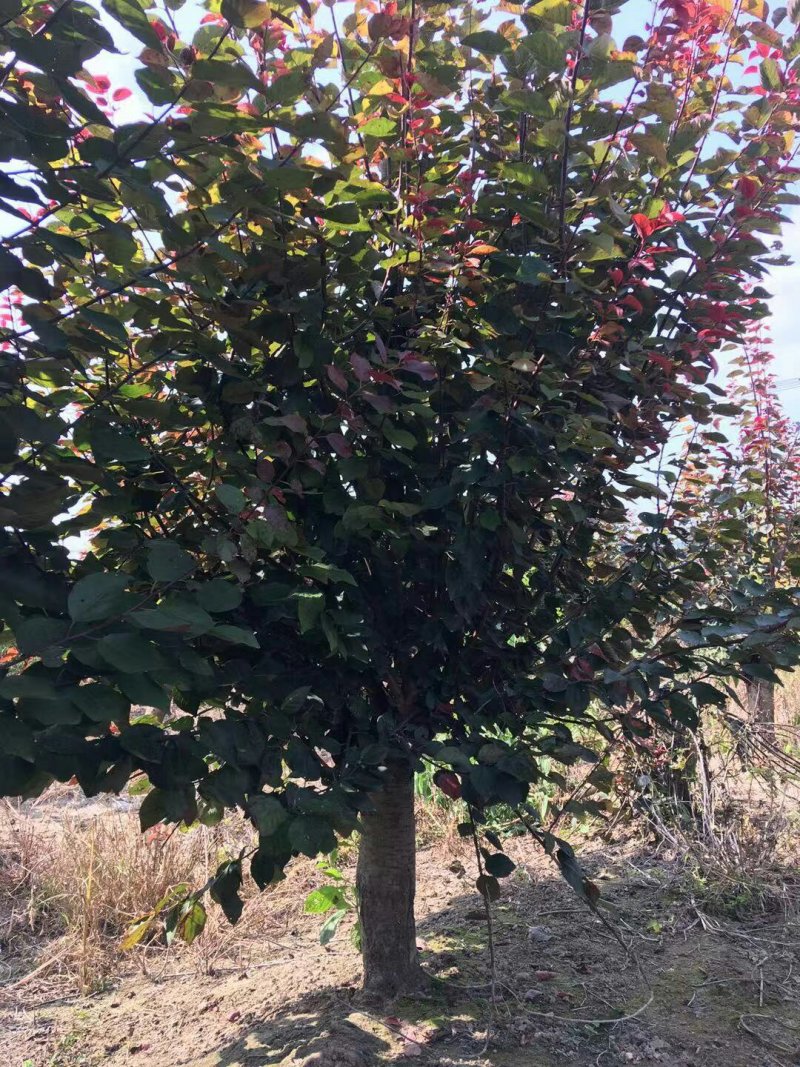 美人梅12公分，规格齐全，质量保证