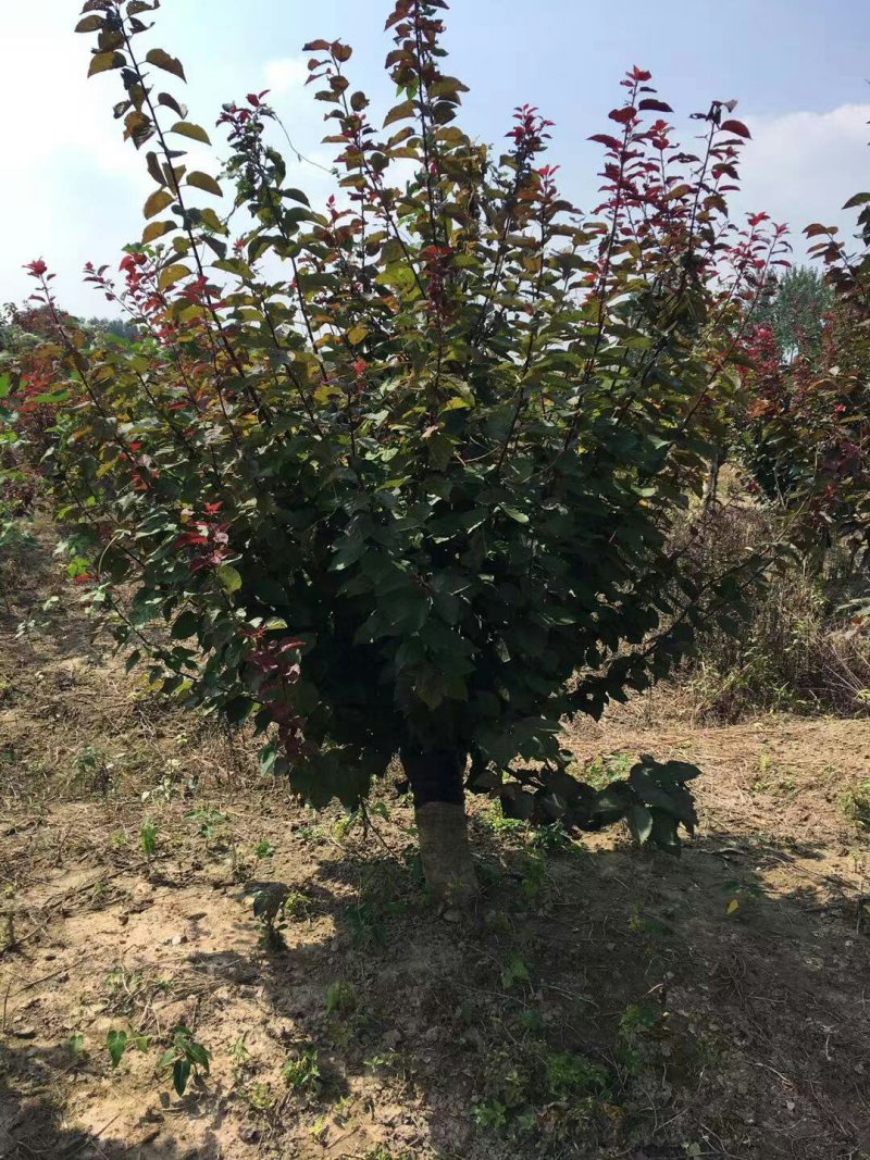 美人梅12公分，规格齐全，质量保证