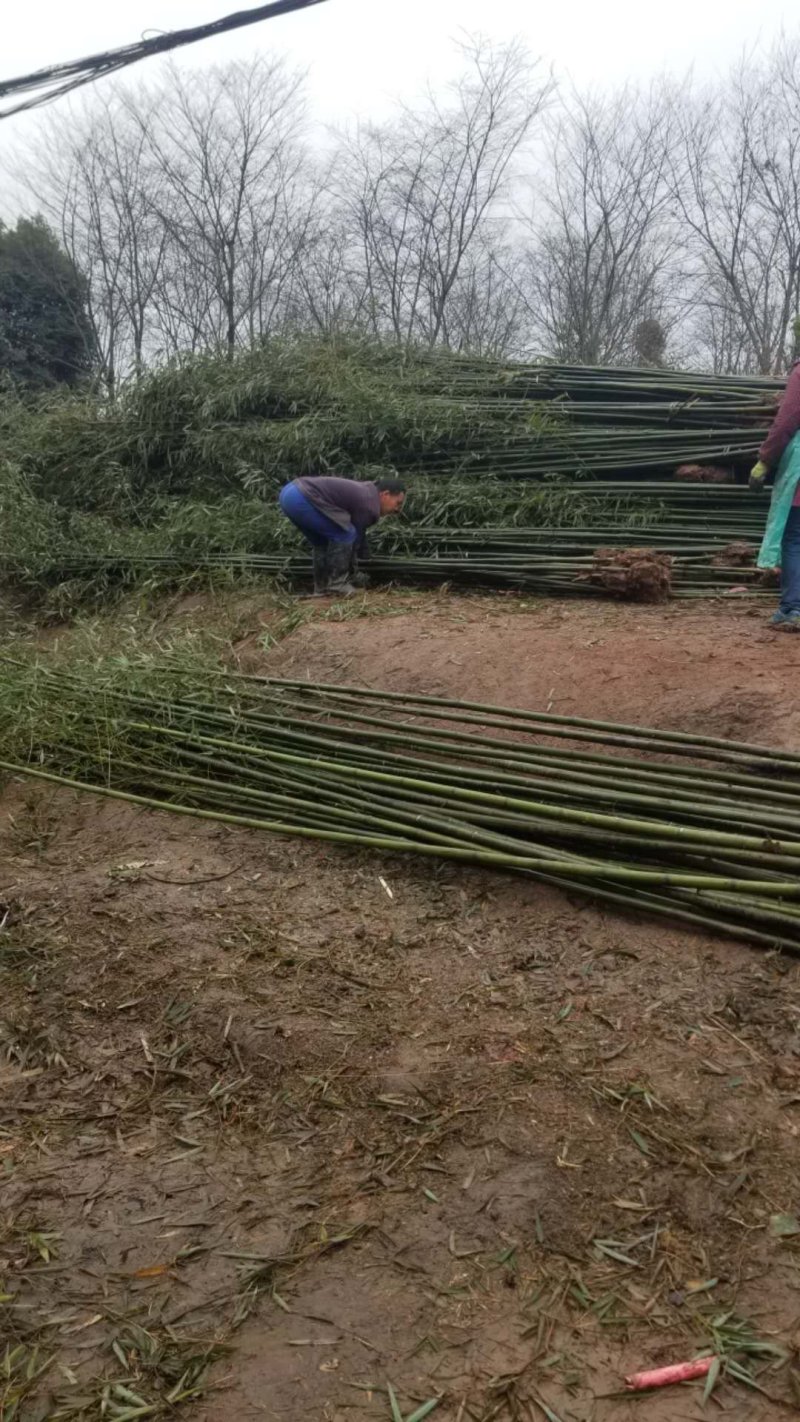 刚竹2-5公分琴丝竹凤尾竹金镶玉竹
