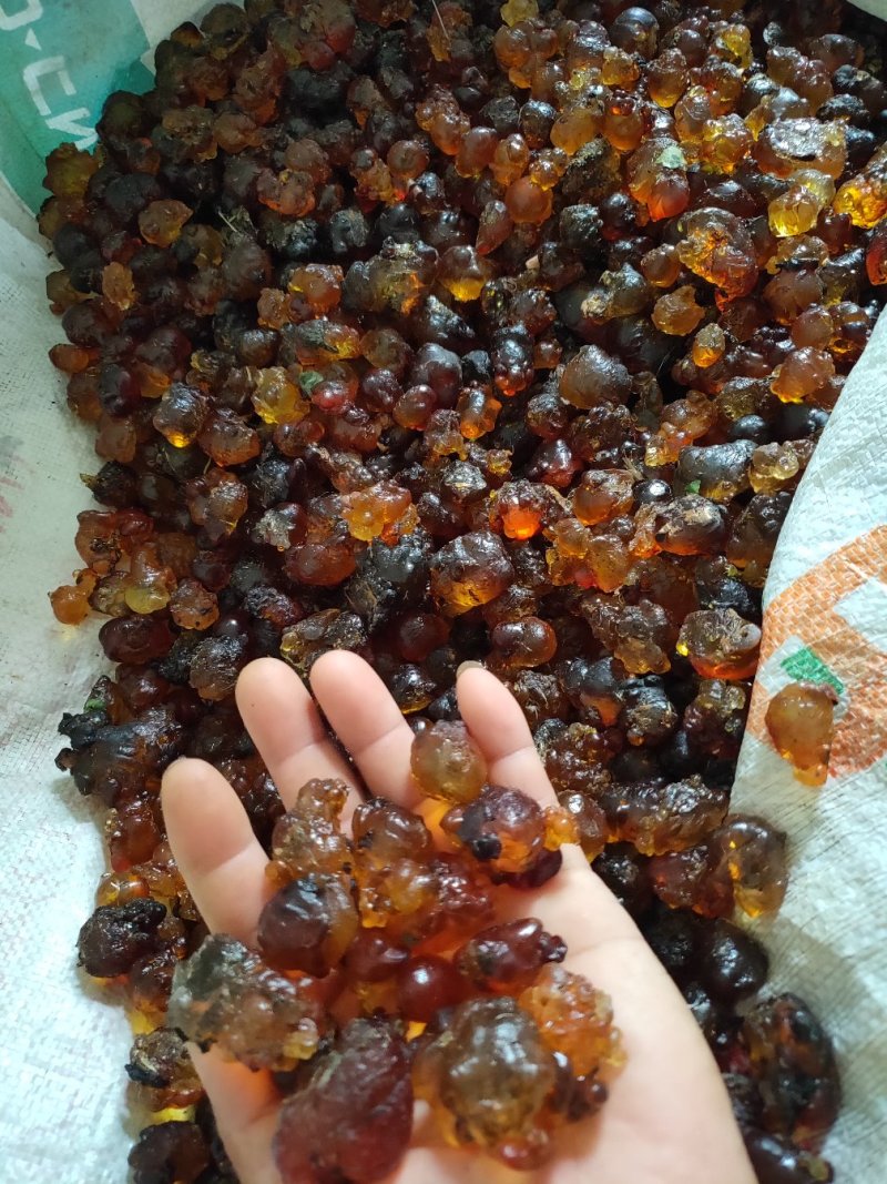高山老树人工精选野生大颗粒桃胶