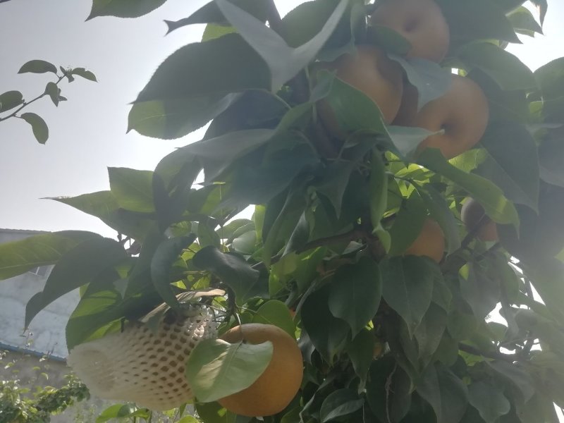 襄阳皇冠梨产地直供全国发货可视频看货欢迎采购量大从优