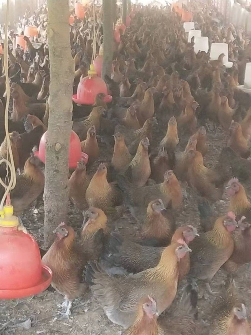 [精选]乌公鸡活鸡支持视频看货诚信经营肉质好