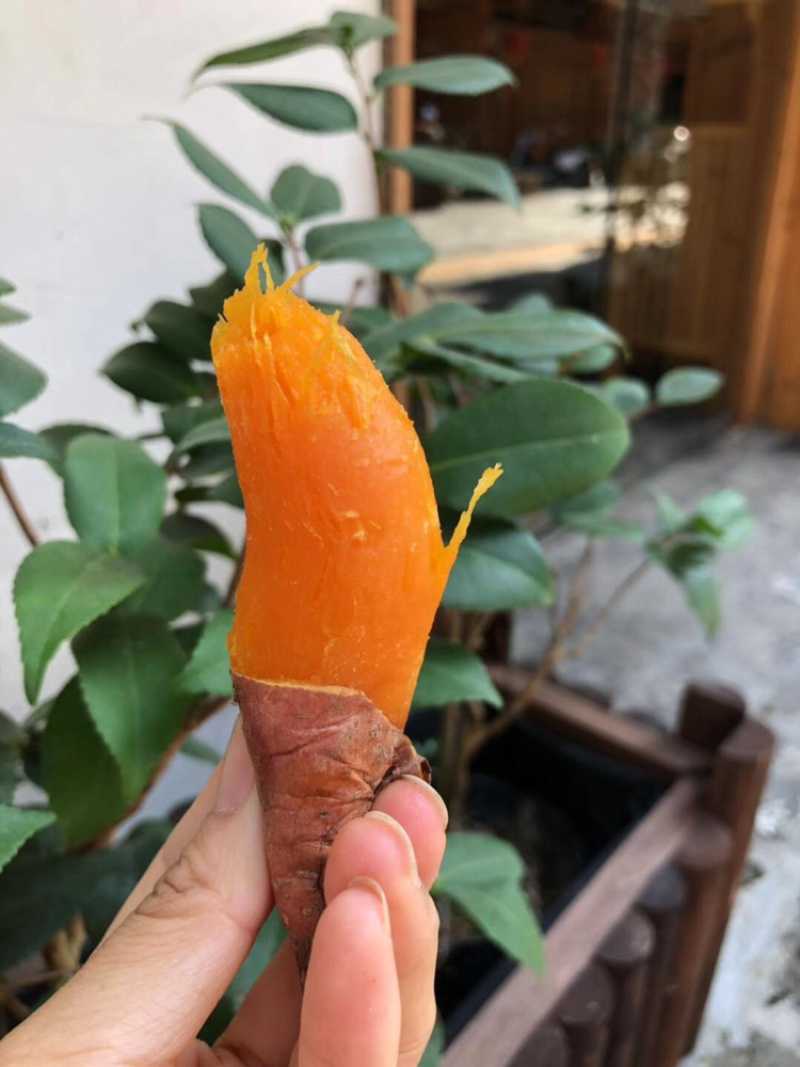西瓜红大量上市