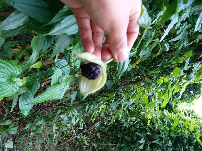 百部种子，高产紫花百部