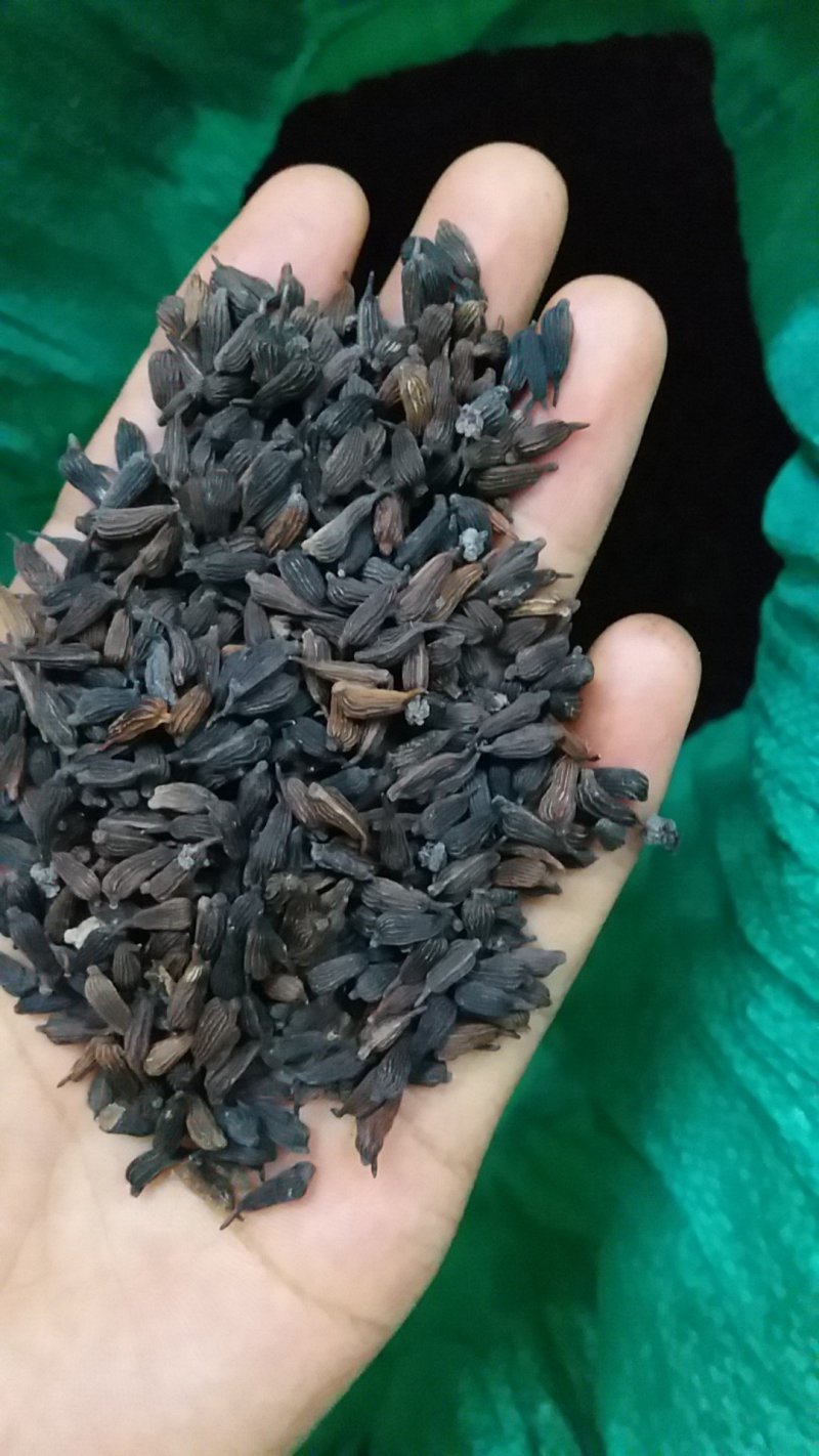 百部种子，高产紫花百部