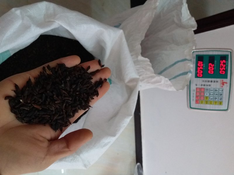 百部种子，高产紫花百部