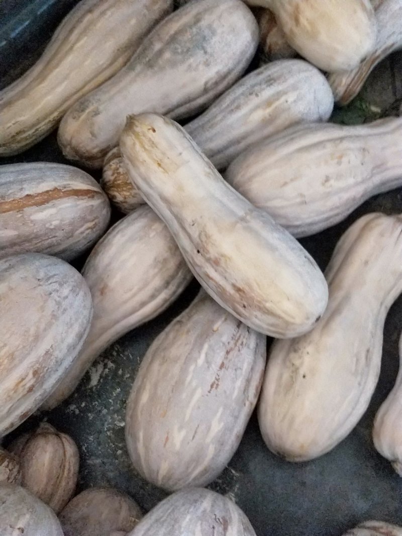 秘本南瓜