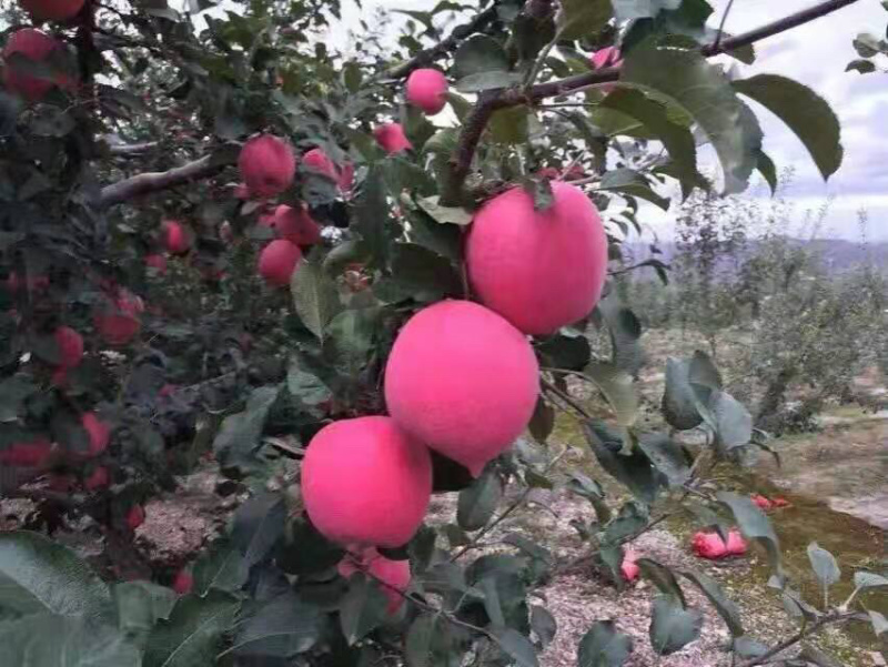 甘肃静宁红富士苹果包邮产地直销量大从优！