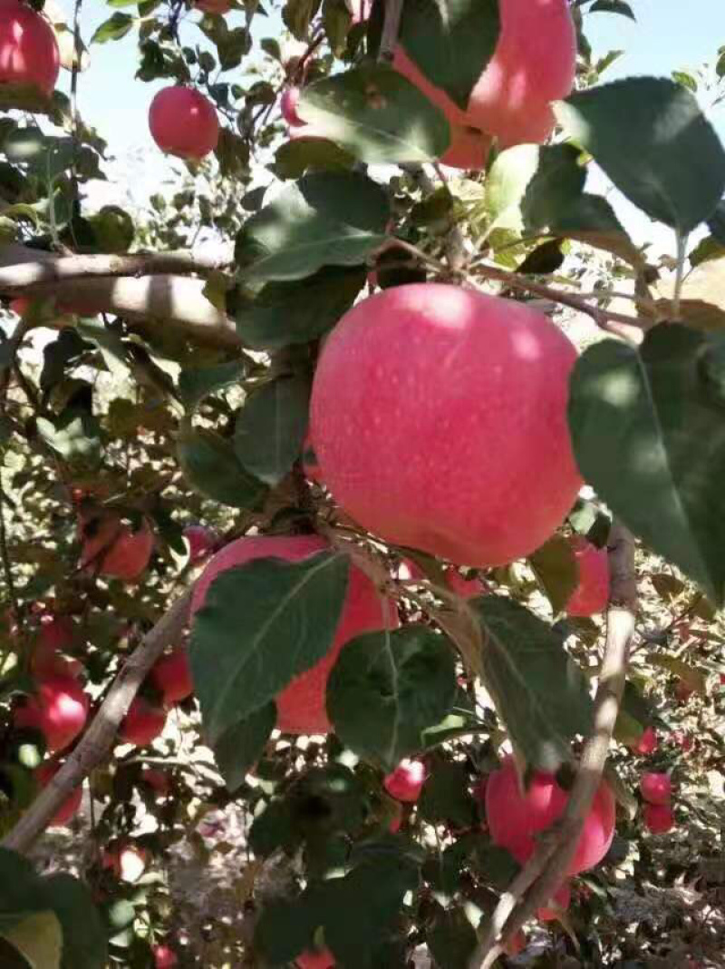 甘肃静宁红富士苹果包邮产地直销量大从优！