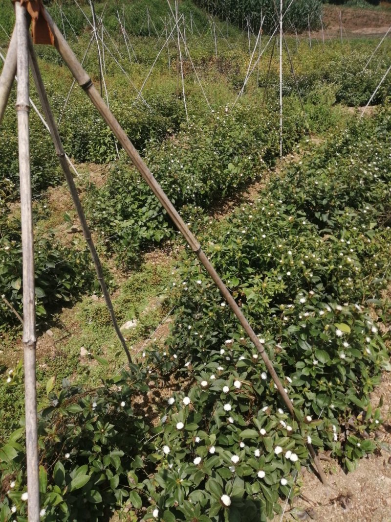 苍术种子一年二年苗大货供应产地直销