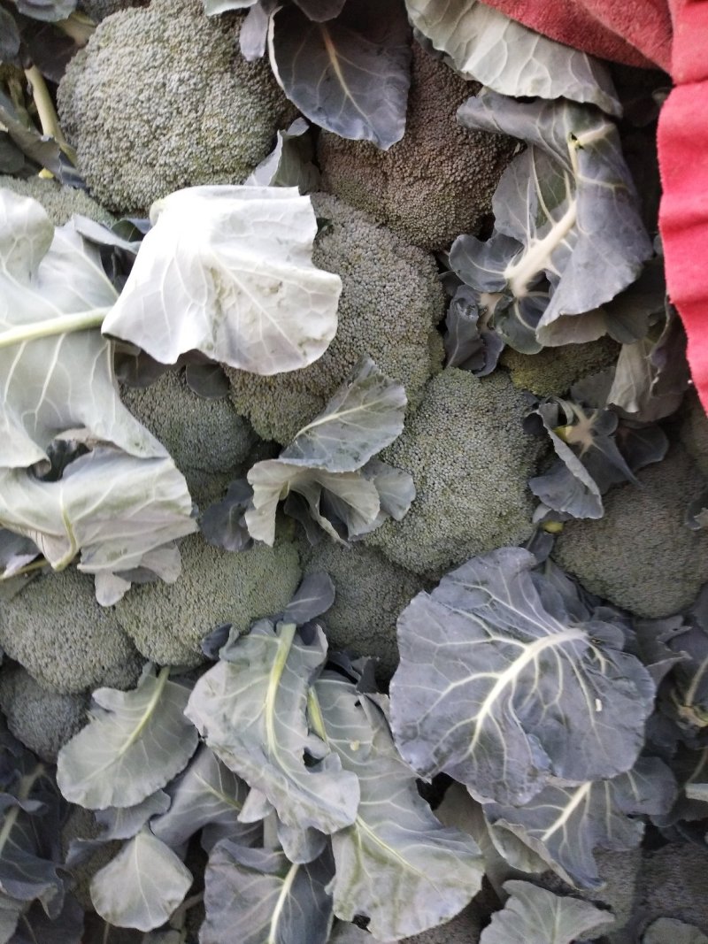 西兰花基地供应，质量好价格美丽，有收购的朋友联系我