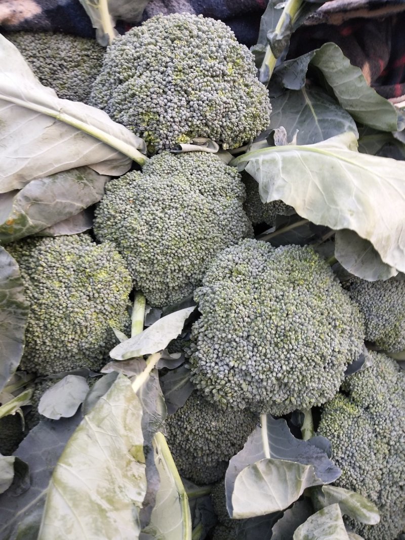 西兰花基地供应，质量好价格美丽，有收购的朋友联系我