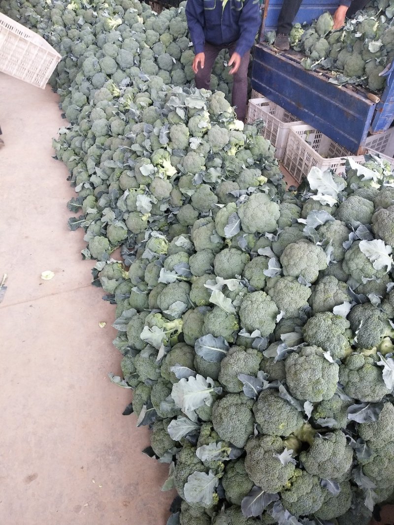 西兰花基地供应，质量好价格美丽，有收购的朋友联系我