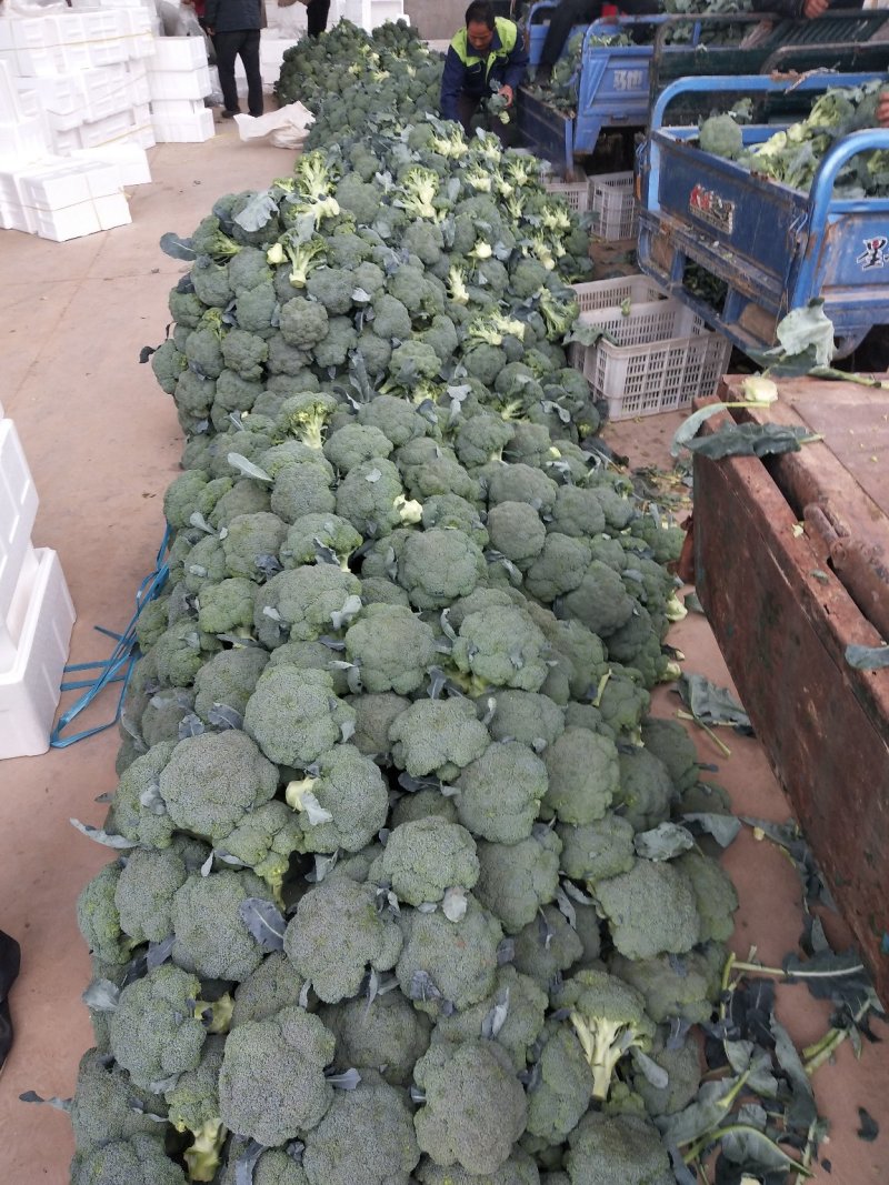 西兰花基地供应，质量好价格美丽，有收购的朋友联系我